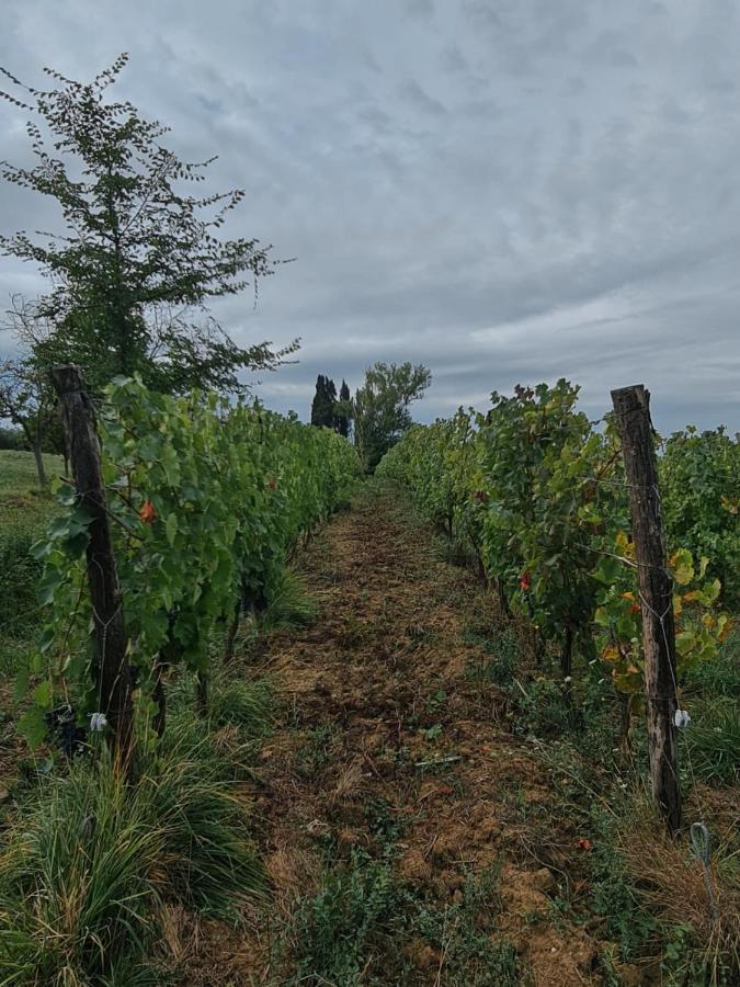 Podere Borgaruccio Peccioli Екстериор снимка