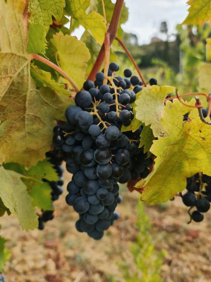 Podere Borgaruccio Peccioli Екстериор снимка